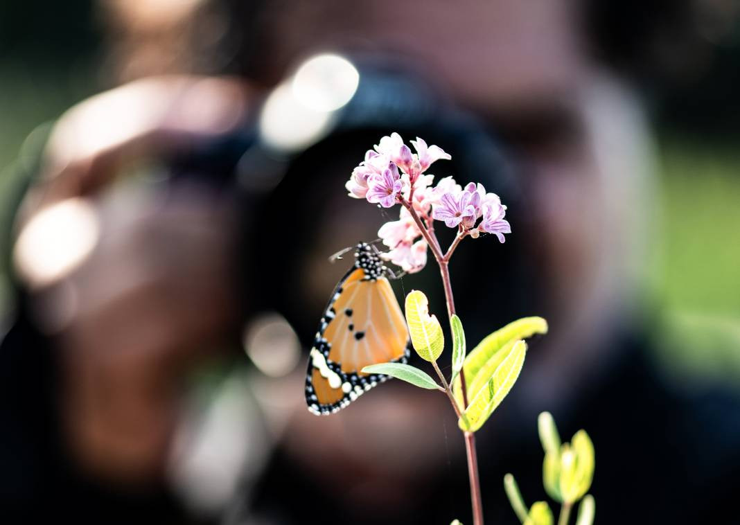 Sultan Kelebeği kendisini gösterdi! Meksika'dan Kanada'ya göç edebiliyor - Resim: 1